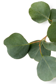 sc_3_leafs sc_3_leafs