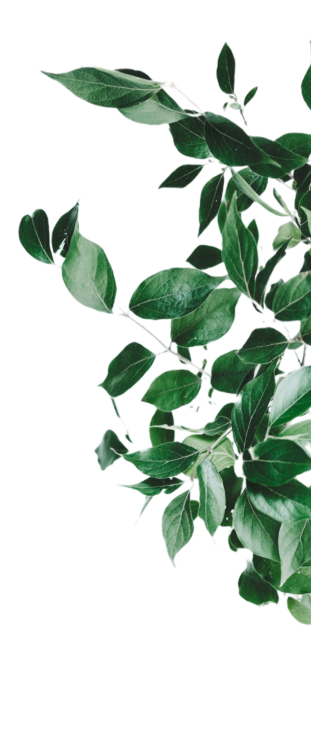 sc_4_leafs_img sc_4_leafs_img