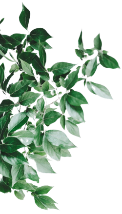 sc_4_leafs_mob sc_4_leafs_mob