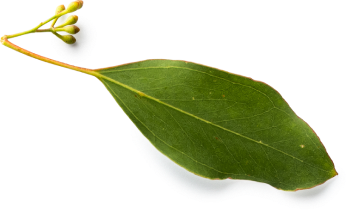 sc_5_leafs_1 sc_5_leafs_1