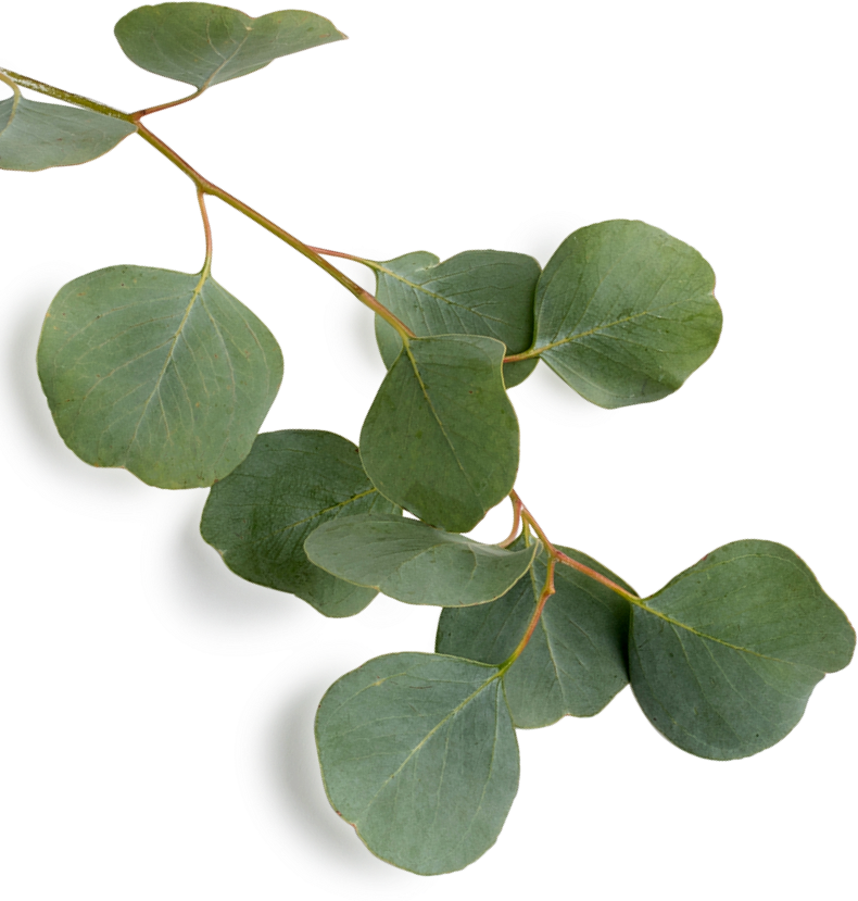 sc_5_leafs_2 sc_5_leafs_2