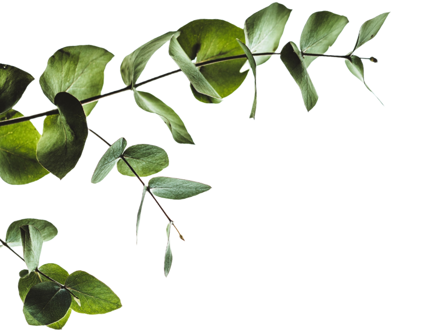 sc_6_leafs_3 sc_6_leafs_3